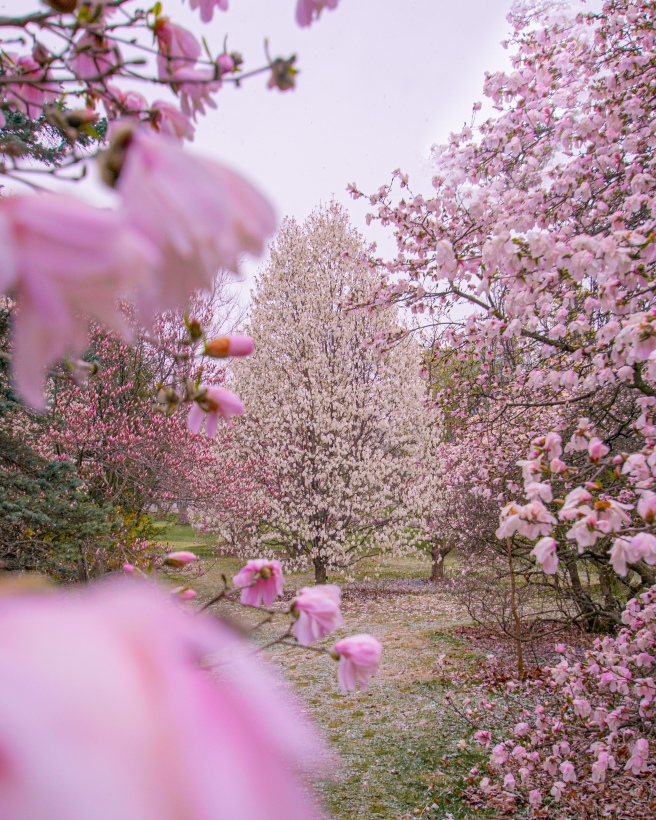 Ottawa Blossoms | Locations - Passportunities